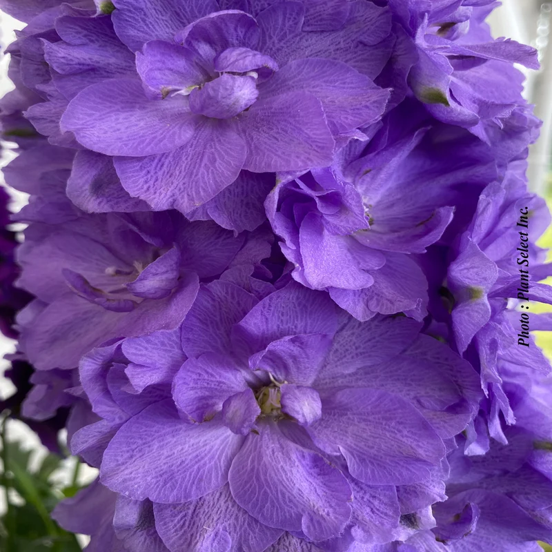 Pied-d’alouette ‘Paramo Azul’ (Delphinium elatum 'Paramo Azul')