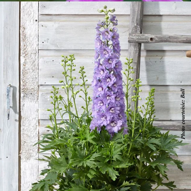 Pied-d’alouette ‘Paramo Lavanda’ (Delphinium elatum 'Paramo Lavanda')