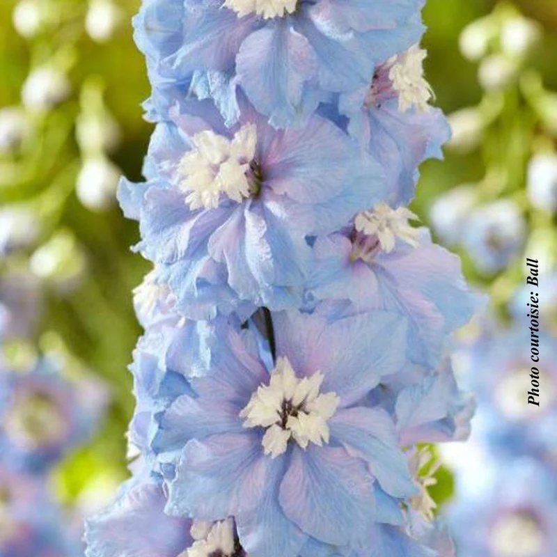 Pied-d’alouette ‘Paramo Celeste’ (Delphinium elatum 'Paramo Celeste')