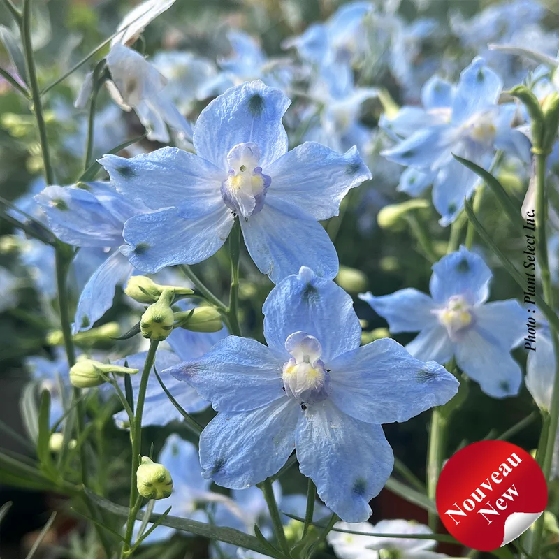 Pied-d’alouette ‘Hunky Dory Sky Blue’ (Delphinium 'Hunky Dory Sky Blue')