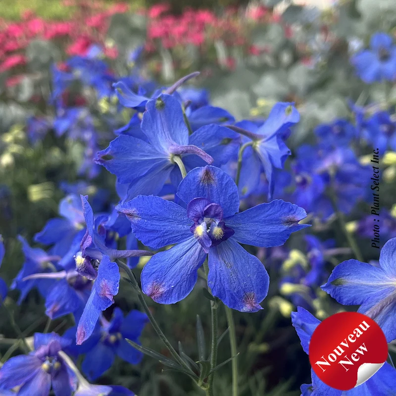 Pied-d’alouette ‘Hunky Dory Blue’ (Delphinium 'Hunky Dory Blue')