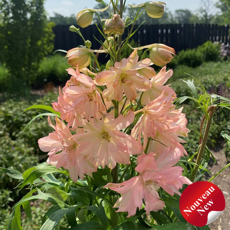 Pied-d’alouette ‘Princess Caroline’ (Delphinium 'Princess Caroline')