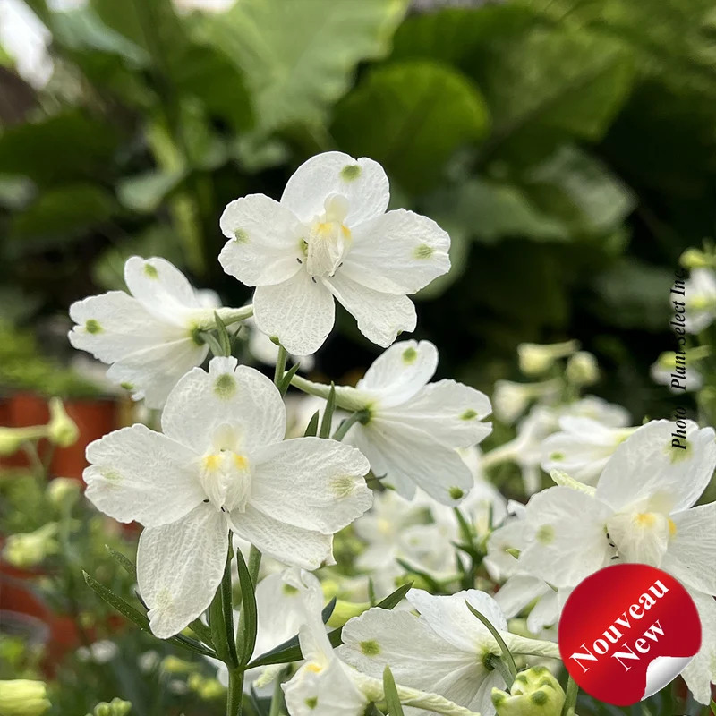 Pied-d’alouette ‘Hunky Dory White’ (Delphinium 'Hunky Dory White')