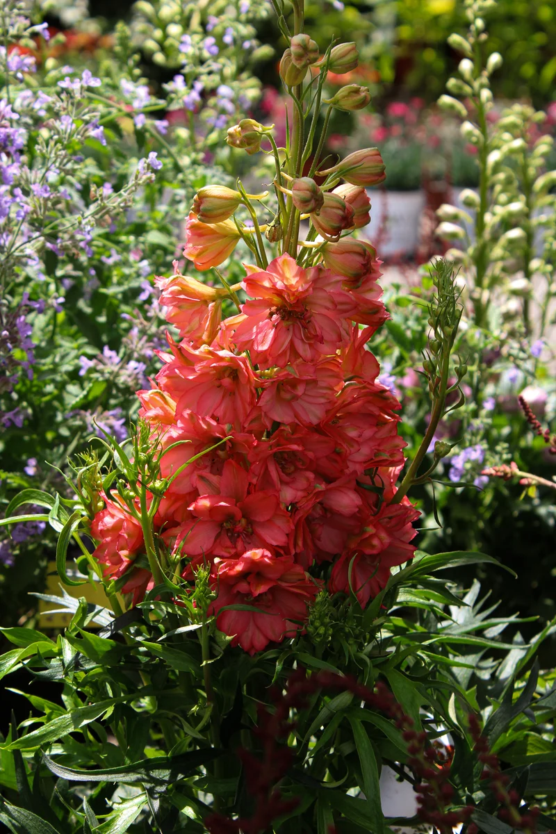 Pied-d’alouette ‘Red Lark’ (Delphinium 'Red Lark')