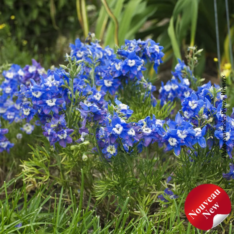 Pied-d’alouette ‘Summer Cloud’ (Delphinium grandiflorum 'Summer Cloud')
