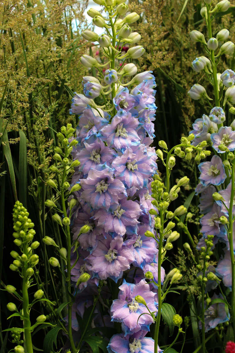 Pied-d’alouette ‘Sky Blue’ (Delphinium 'Sky Blue' (m.f.))