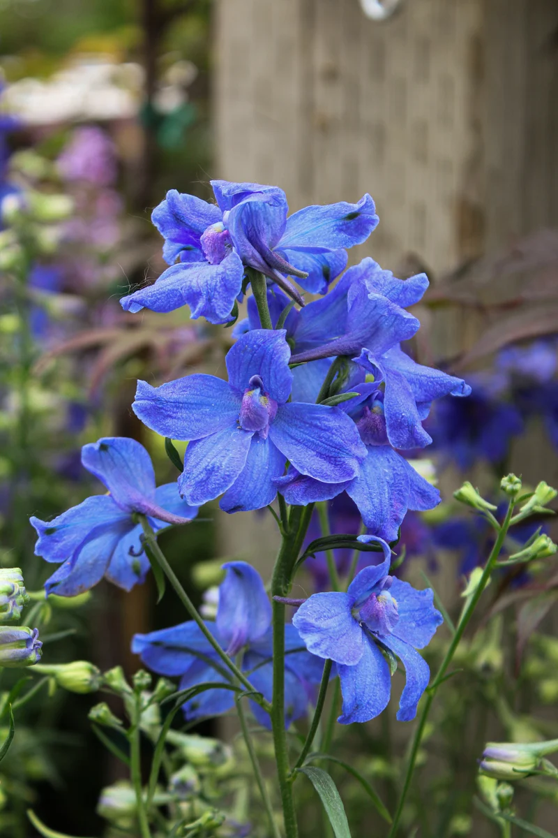 Pied-d’alouette ‘Summer Night’ (Delphinium grandiflorum 'Summer Night')