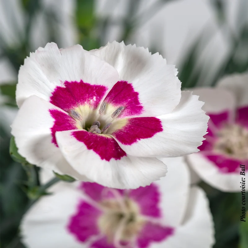 Œillet ‘American Pie Berry a la Mode’ (Dianthus American Pie® 'Berry a la Mode')