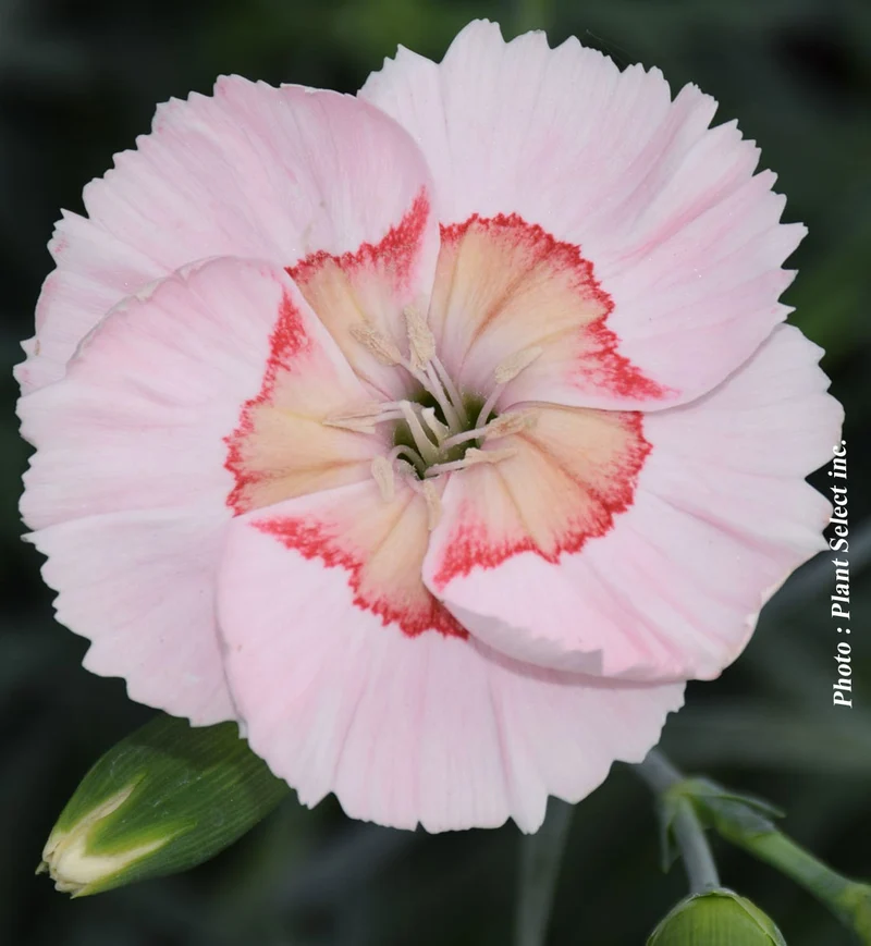 Œillet ‘American Pie Georgia Peach Pie’ (Dianthus American Pie® 'Georgia Peach Pie')