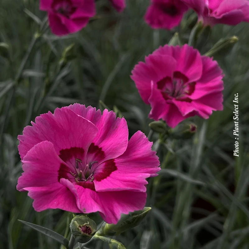 Œillet ‘American Pie Bumbleberry Pie’ (Dianthus American Pie® 'Bumbleberry Pie')
