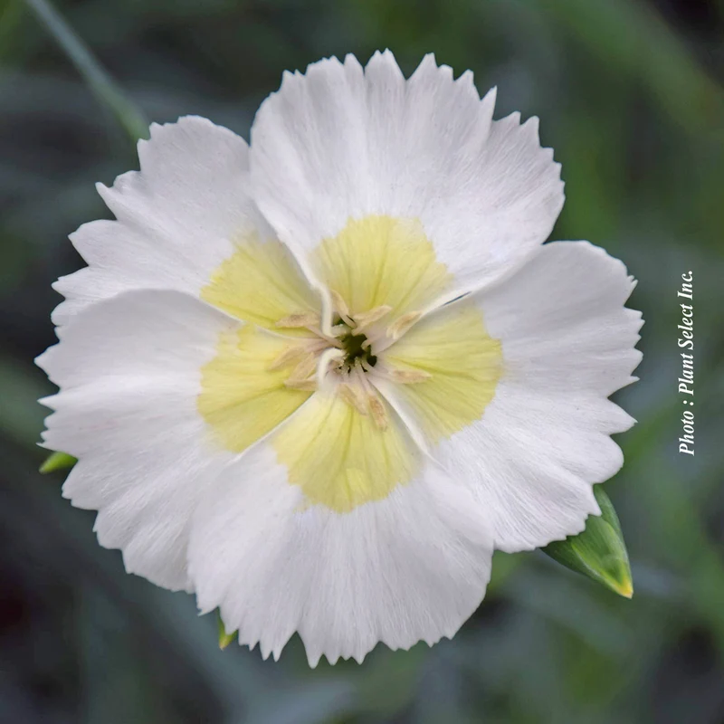 Œillet ‘American Pie Key Lime Pie’ (Dianthus American Pie® 'Key Lime Pie')