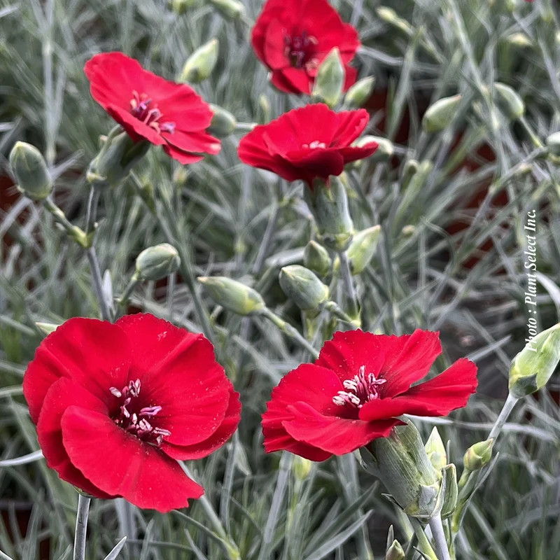 Œillet ‘American Pie Cherry Pie’ (Dianthus American Pie® 'Cherry Pie')