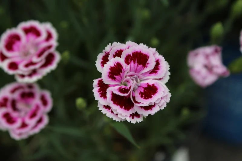 Œillet ‘Delilah Bicolor Purple’ (Dianthus Delilah™ 'Bicolor Purple')