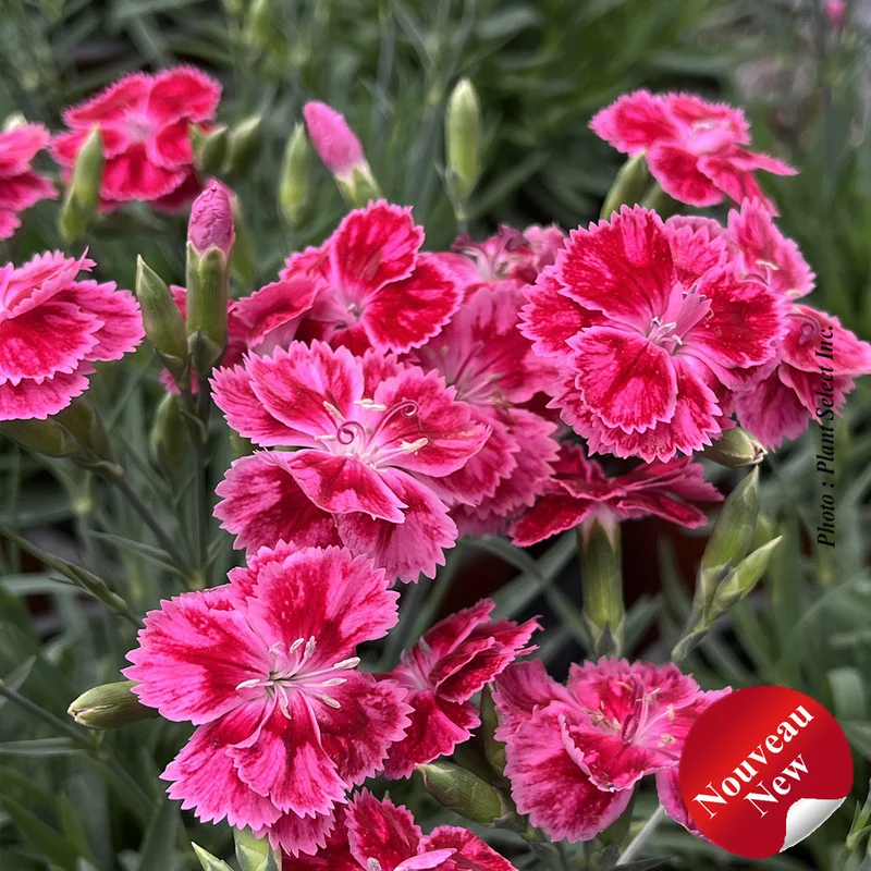 Œillet ‘Delilah Bicolor Magenta’ (Dianthus Delilah™ 'Bicolor Magenta')