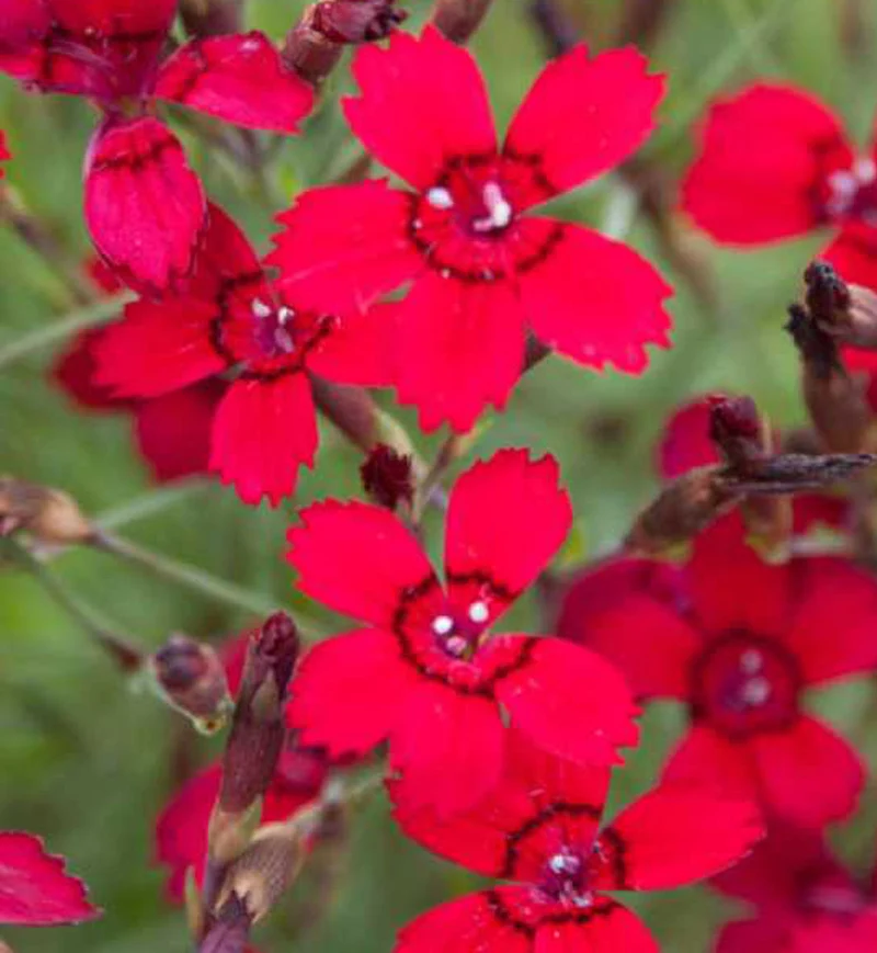 Œillet ‘Flashing Light’ (Dianthus deltoide 'Flashing Light')