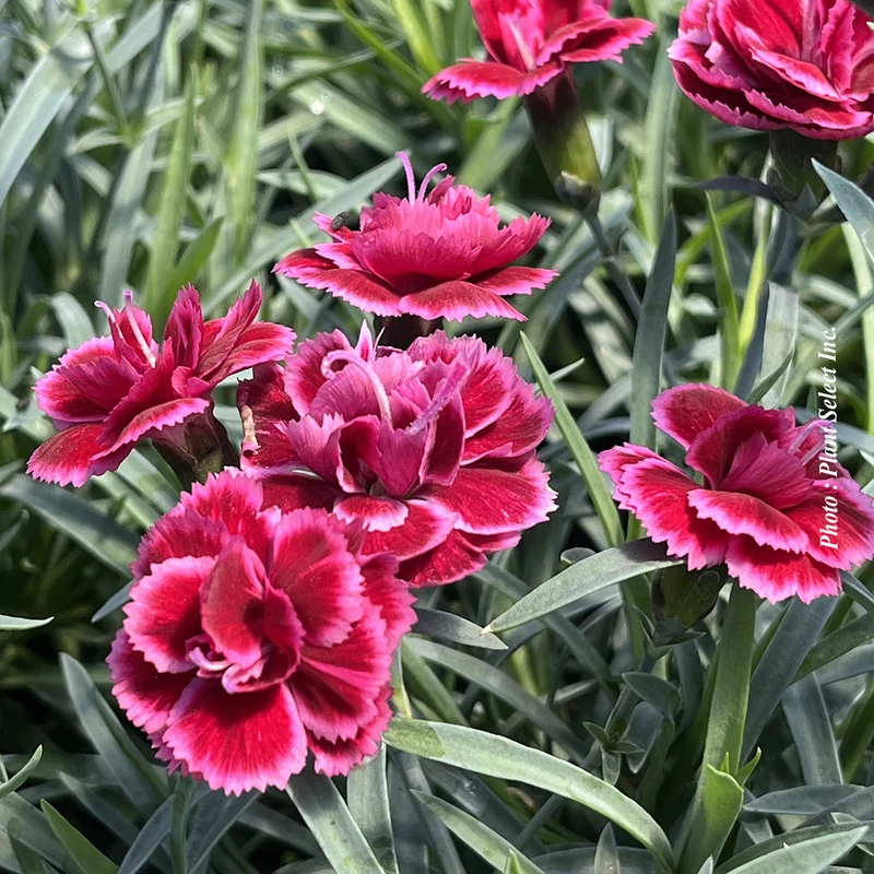 Œillet ‘EverLast Burgundy Blush’ (Dianthus EverLast™ Burgundy Blush)