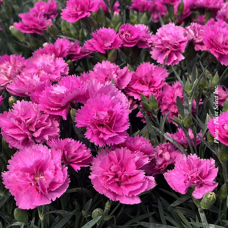 Œillet ‘EverLast Orchid’ (Dianthus EverLast™ Orchid)