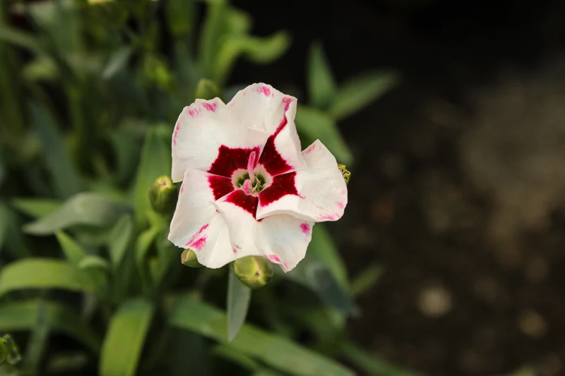Œillet ‘EverLast Cherry Swirl’ (Dianthus EverLast™ Cherry Swirl)