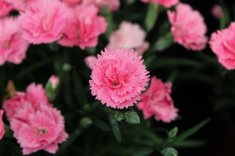 Œillet ‘EverLast Pink to White’ (Dianthus EverLast™ Pink to White)