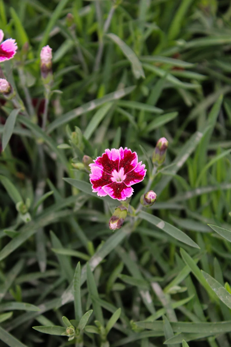 Œillet ‘EverLast Ruby Edge’ (Dianthus EverLast™ Ruby Edge)