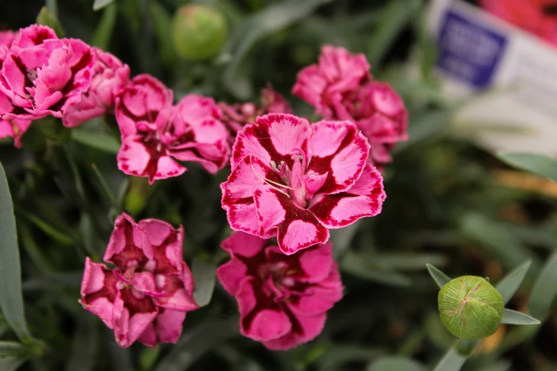 Œillet ‘EverLast Red and Pink’ (Dianthus EverLast™ Red and Pink)