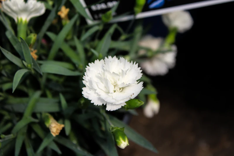 Œillet ‘EverLast White’ (Dianthus EverLast™ White)