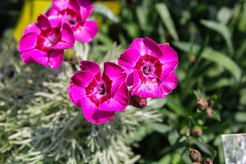 Œillet ‘EverLast Violet Blue’ (Dianthus EverLast™ Violet Blue)