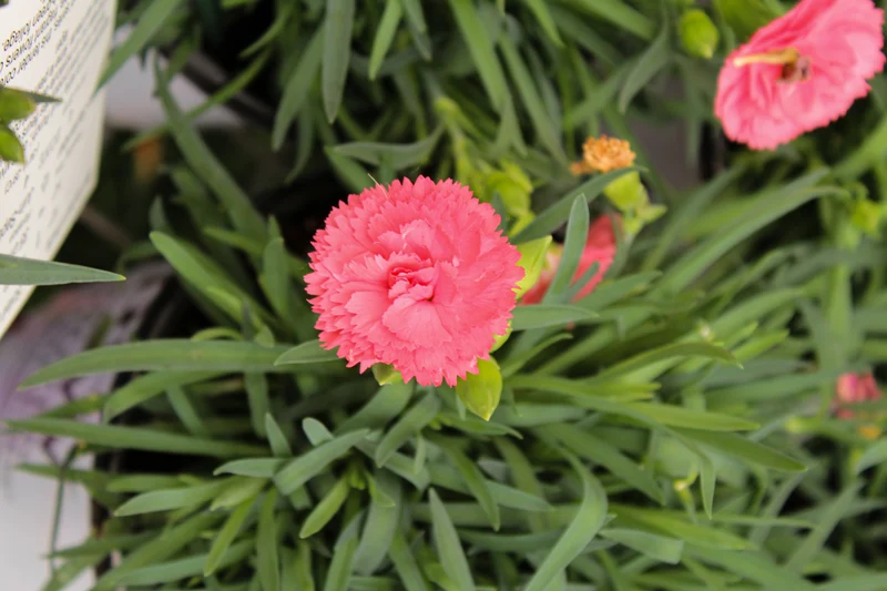 Œillet ‘Fruit Punch Classic Coral’ (Dianthus Fruit Punch® 'Classic Coral')