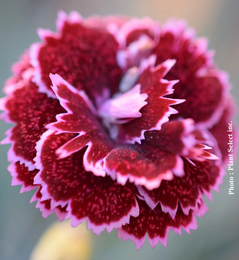 Œillet ‘Fruit Punch Black Cherry Frost’ (Dianthus Fruit Punch® 'Black Cherry Frost')