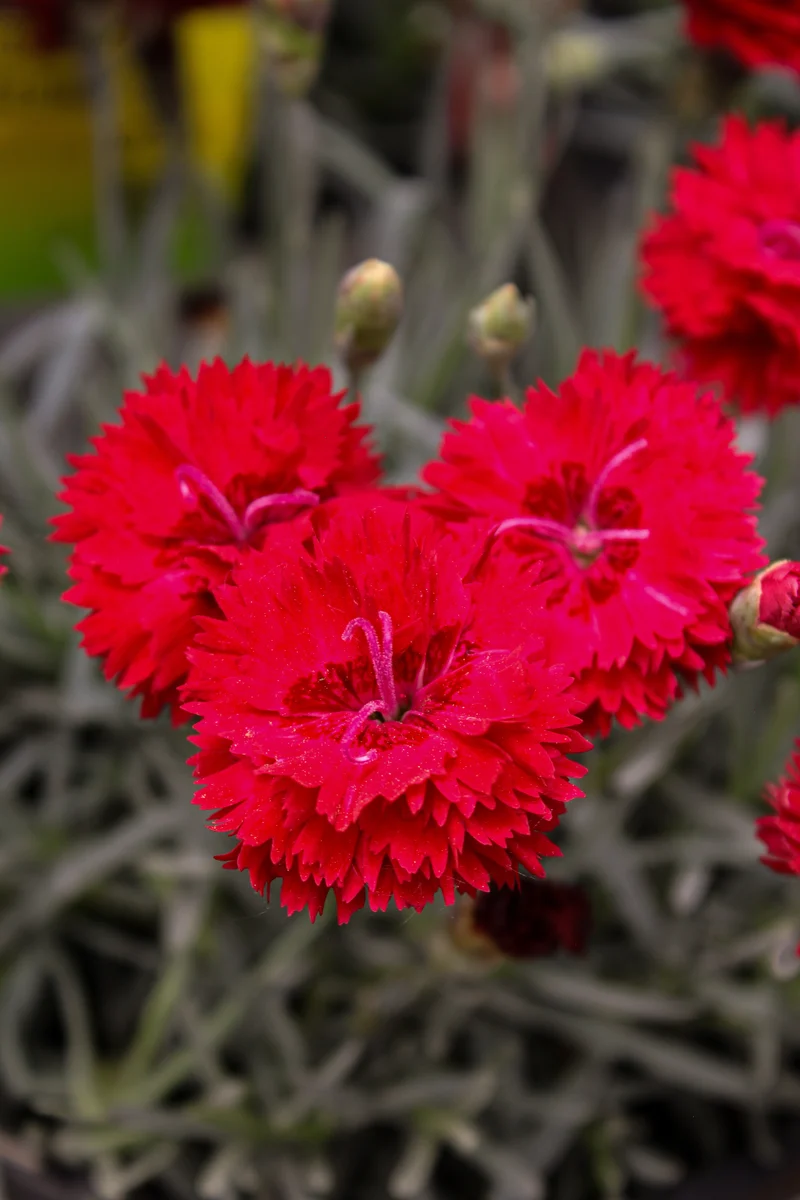 Œillet ‘Fruit Punch Maraschino’ (Dianthus Fruit Punch® 'Maraschino')
