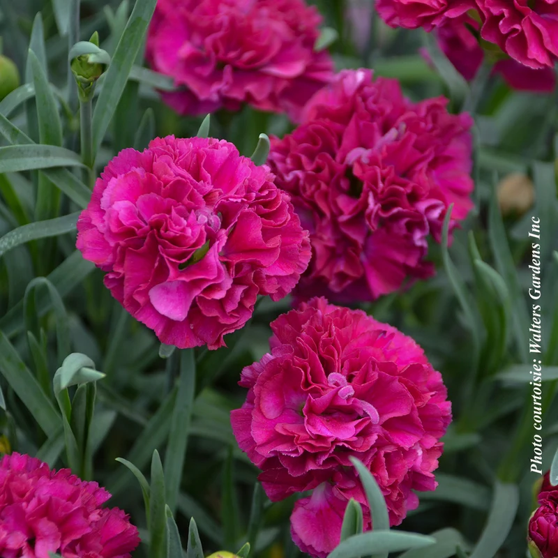 Œillet ‘Fruit Punch Funky Fuchsia’ (Dianthus Fruit Punch® 'Funky Fuchsia')