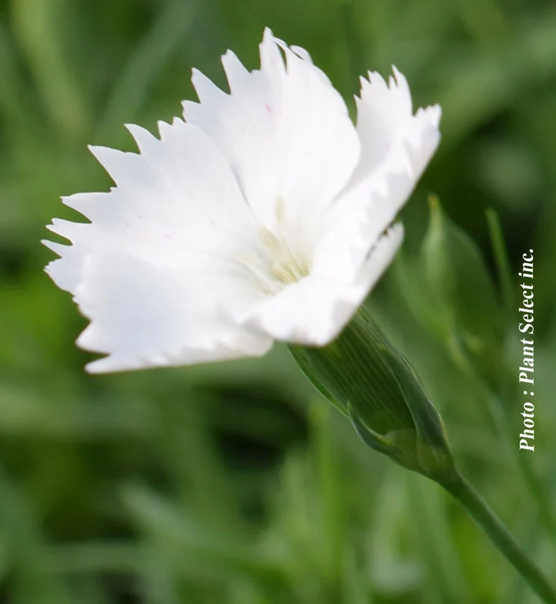 Œillet ‘Kahori Annabelle’ (Dianthus Kahori® 'Annabelle')