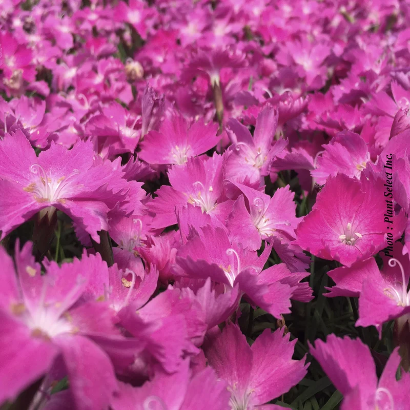Œillet ‘Kahori’ (Dianthus Kahori®)