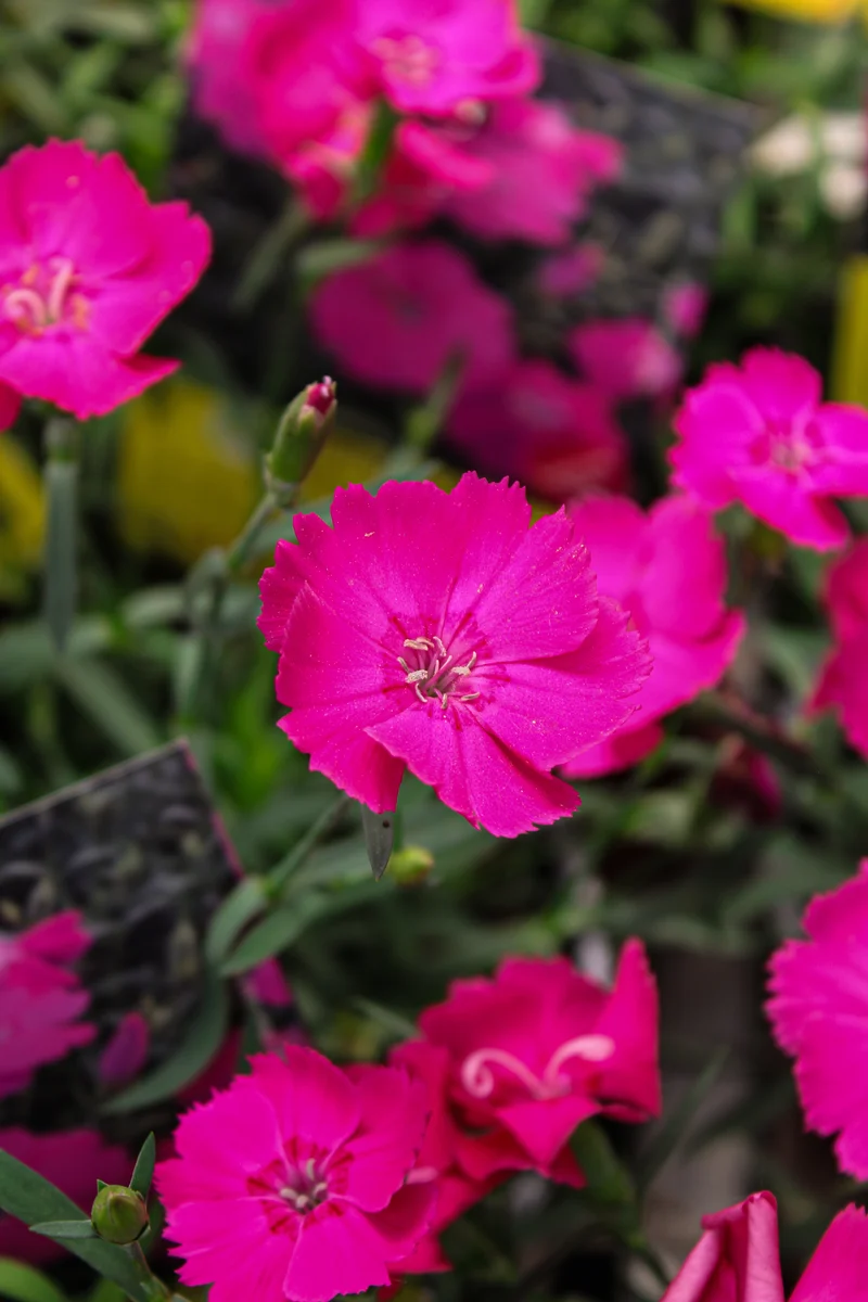 Œillet ‘Mad Magenta’ (Dianthus 'Mad Magenta')