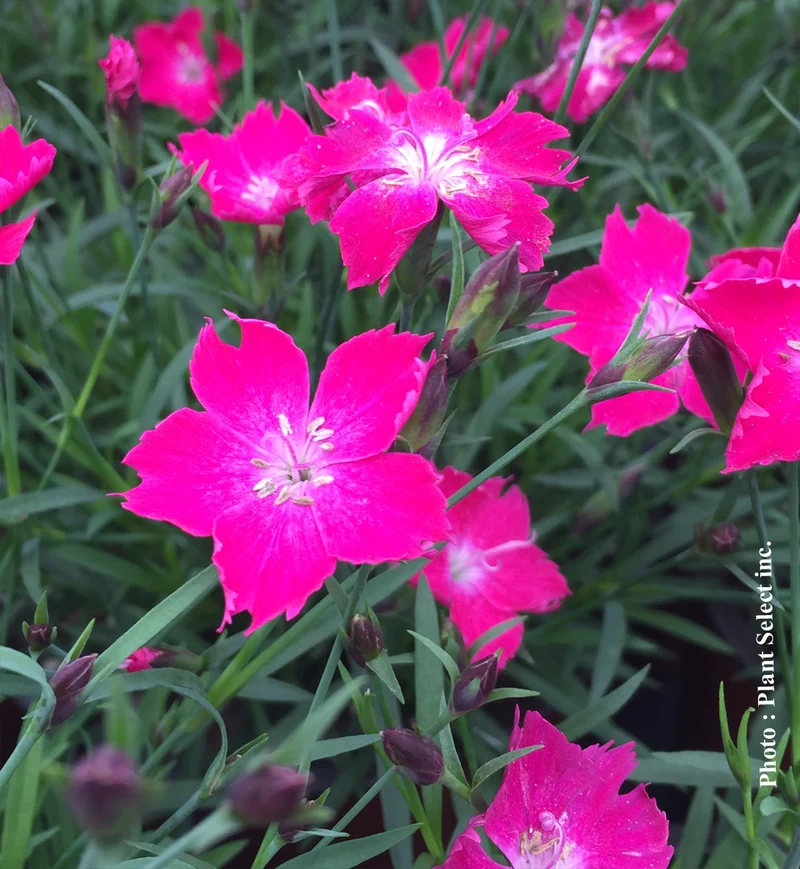 Œillet ‘Kahori Scarlet’ (Dianthus Kahori® 'Scarlet')