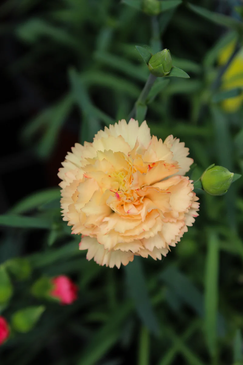 Œillet ‘Odessa Bling Bling’ (Dianthus Odessa® 'Bling Bling')