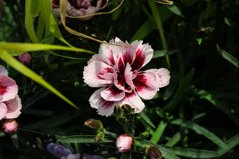 Œillet ‘Odessa Amy’ (Dianthus Odessa® 'Amy')