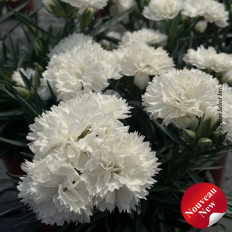 Œillet ‘Odessa Pure’ (Dianthus Odessa® 'Pure')