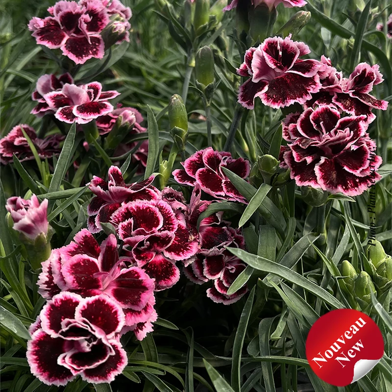 Œillet ‘Odessa Pierrot’ (Dianthus Odessa® 'Pierrot')