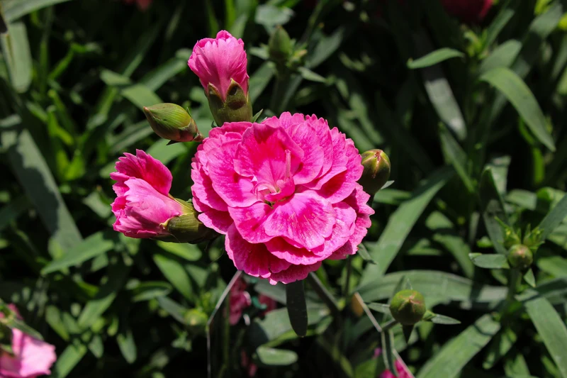Œillet ‘Odessa Twiggy’ (Dianthus Odessa® 'Twiggy')