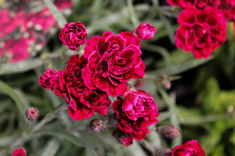 Œillet ‘Odessa Red’ (Dianthus Odessa® 'Red')