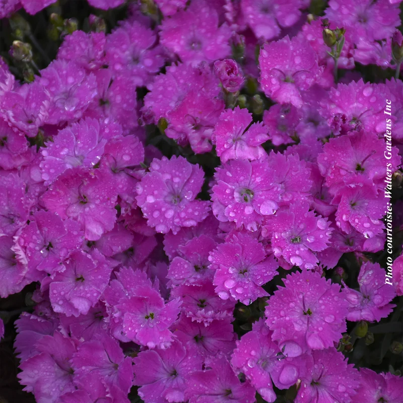 Œillet ‘Paint The Town Fuchsia’ (Dianthus 'Paint The Town Fuchsia')