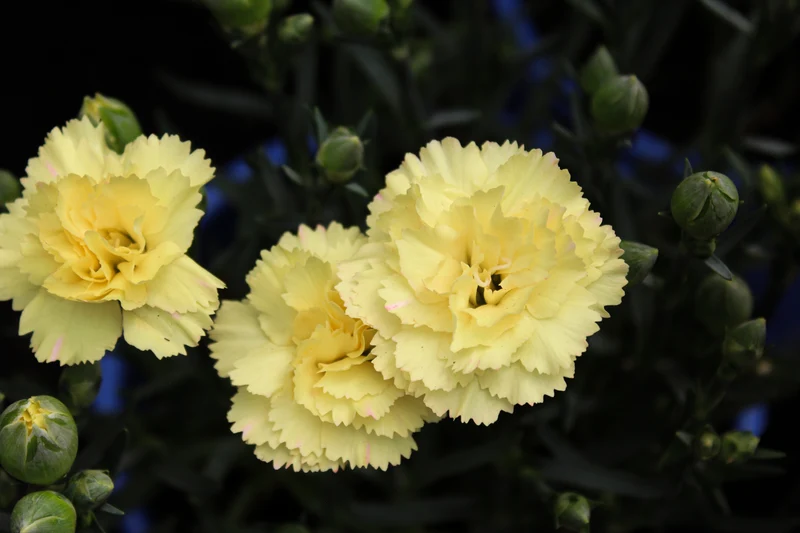 Œillet ‘Odessa Yellow Bling Bling’ (Dianthus Odessa® 'Yellow Bling Bling')