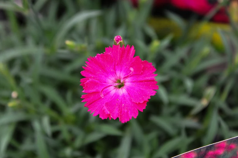 Œillet ‘Paint The Town Red’ (Dianthus 'Paint The Town Red')