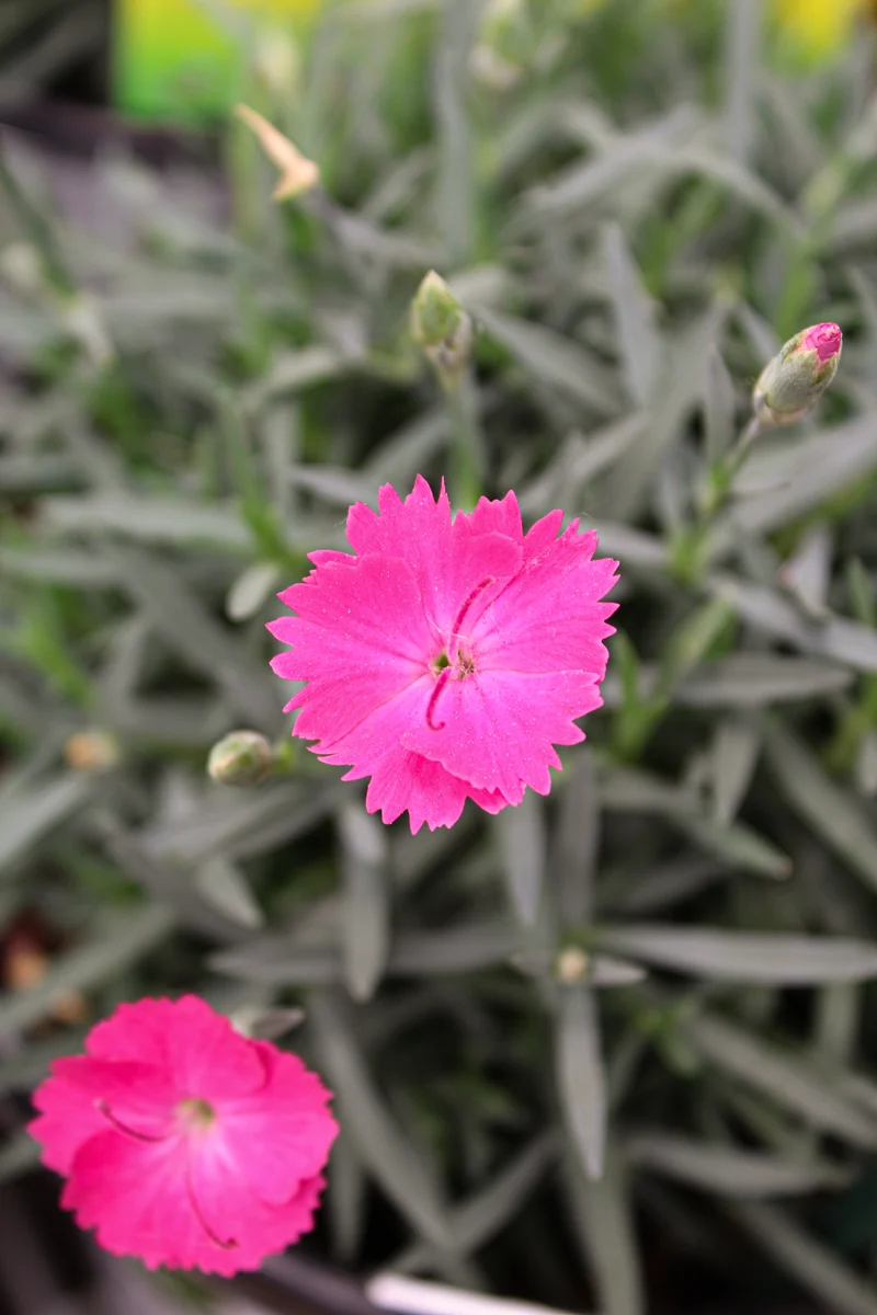 Œillet ‘Paint The Town Magenta’ (Dianthus 'Paint The Town Magenta')