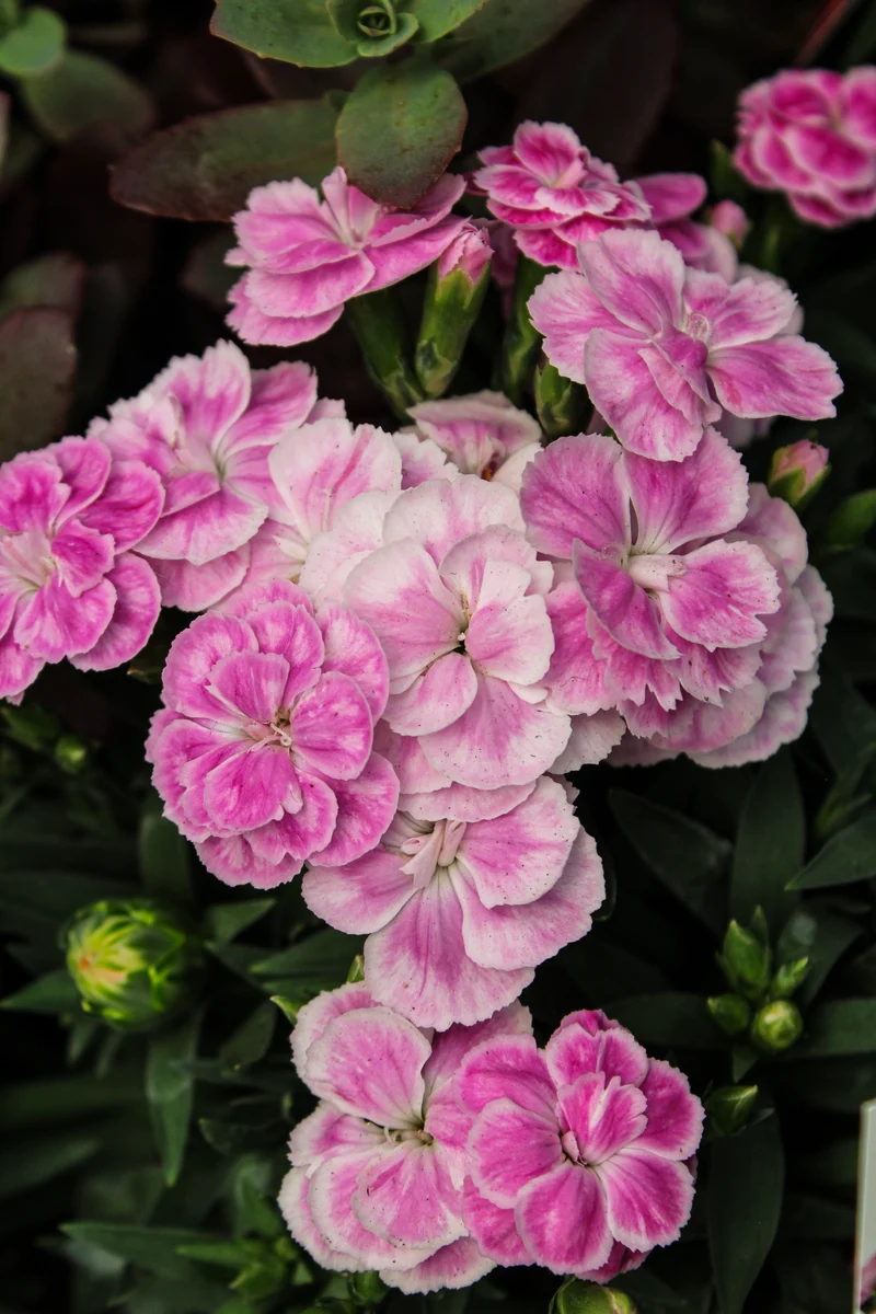 Œillet ‘Peman Fancy Lilac’ (Dianthus 'Peman Fancy Lilac')