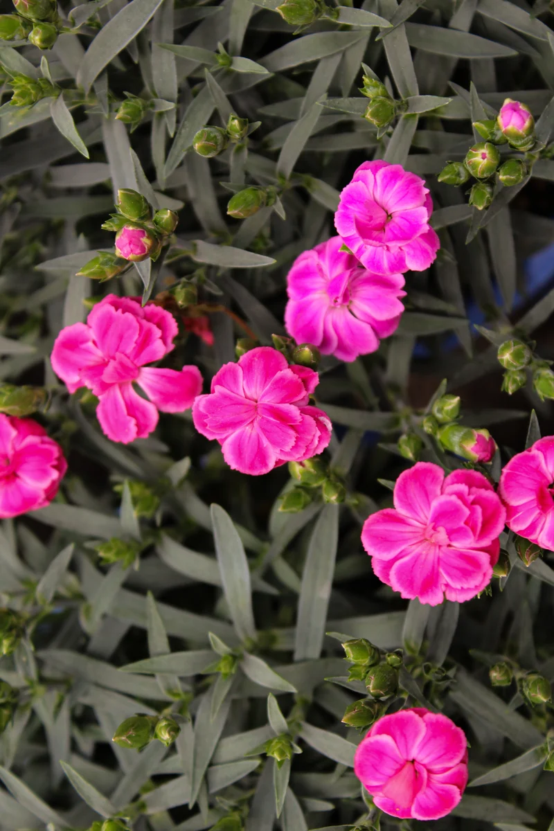 Œillet ‘Peman Fancy Cerise’ (Dianthus 'Peman Fancy Cerise')