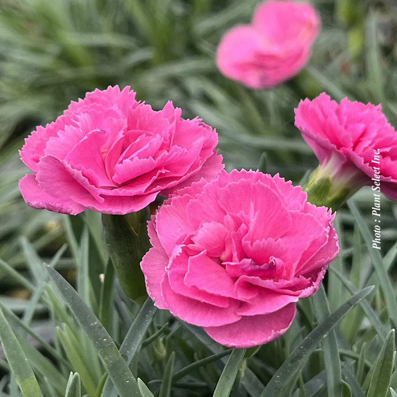 Œillet ‘Pretty Poppers Double Bubble’ (Dianthus Pretty Poppers® 'Double Bubble')