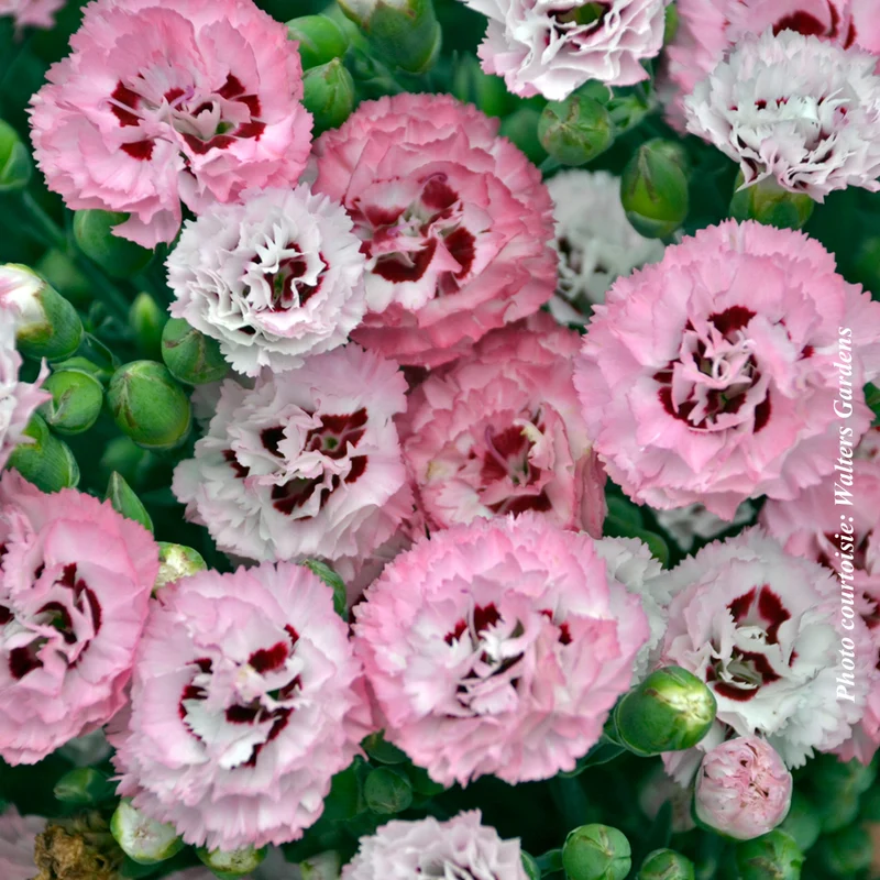 Œillet ‘Pretty Poppers Appleblossom Burst’ (Dianthus Pretty Poppers® 'Appleblossom Burst')