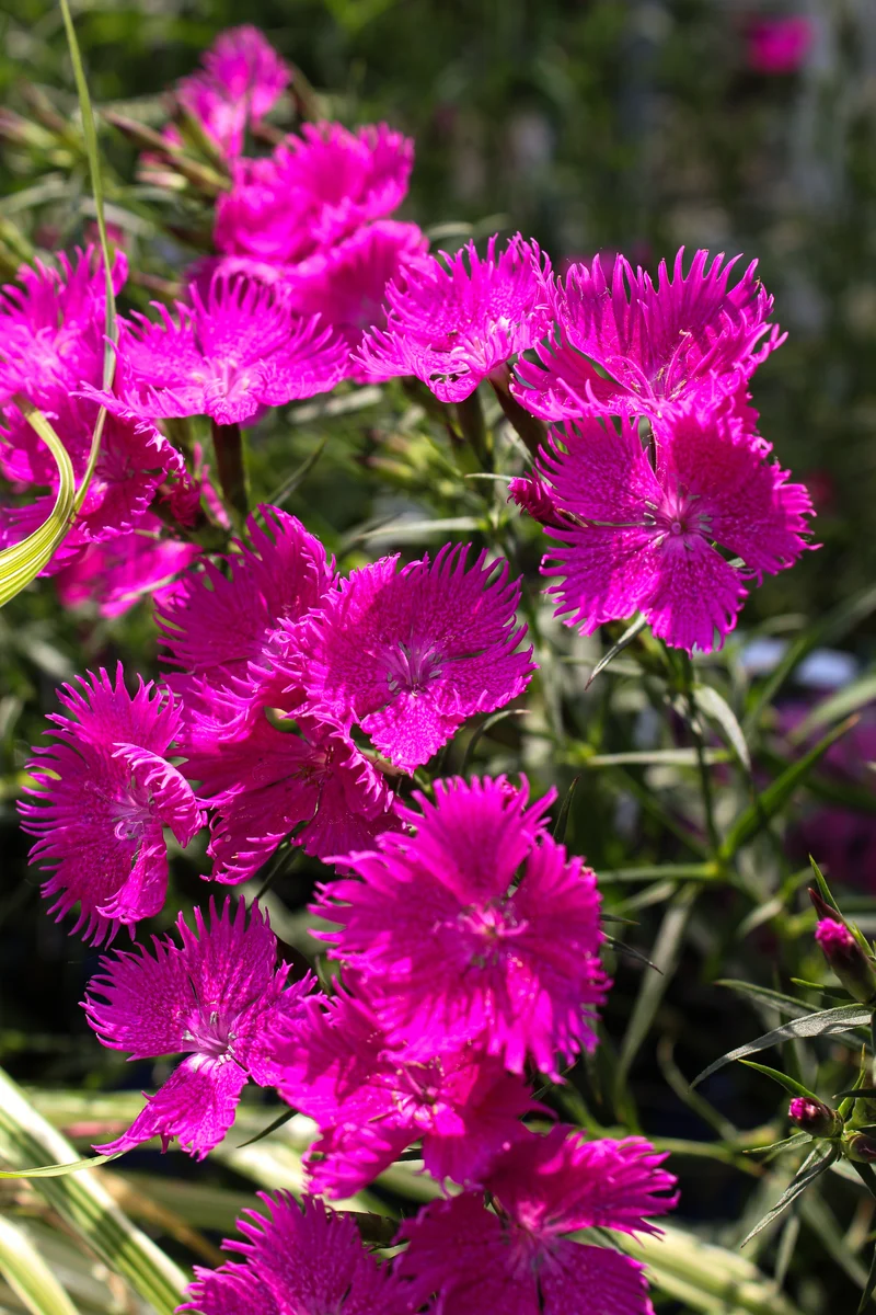 Œillet ‘Rockin Purple’ (Dianthus Rockin™ Purple)